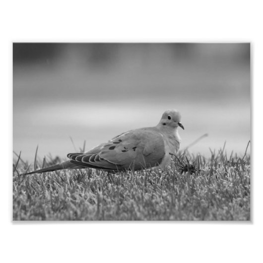 Dove Bird-Foto Fotodruck (Vorne)
