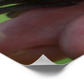 Dove Birds Kauai Hawaii Poster (Ecke)