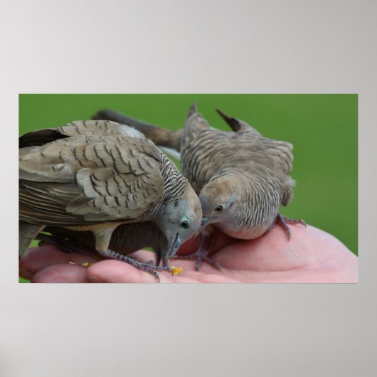 Dove Birds Kauai Hawaii Poster (Vorne)