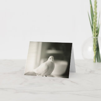 Dove Blank Card Karte