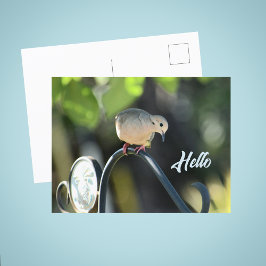 Dove Dropping in to Say Hello Photo Postkarte