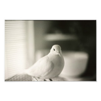 Dove Fotodruck