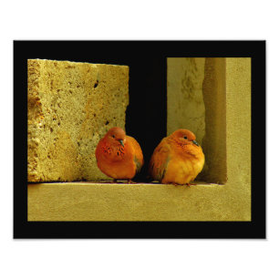 Dove Pair Fotodruck