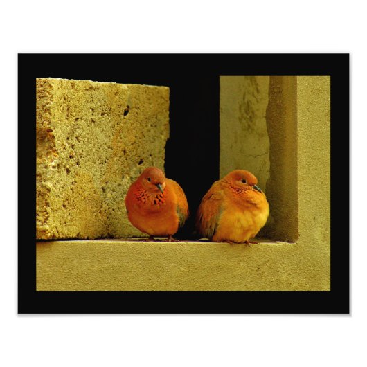 Dove Pair Fotodruck (Vorne)