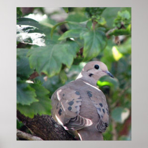 Dove Poster