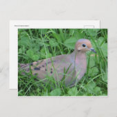 Dove Postkarte (Vorne/Hinten)