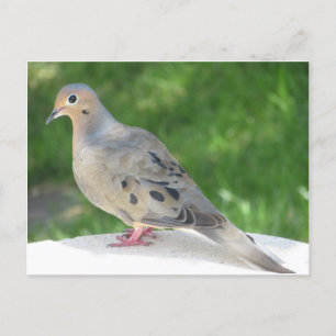 Dove Postkarte