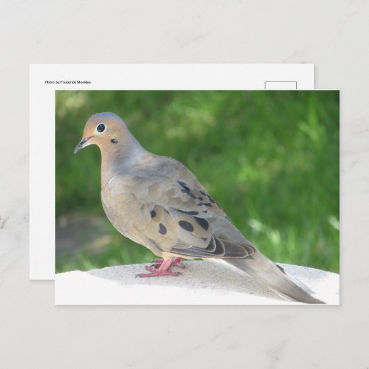 Dove Postkarte (Vorne/Hinten)