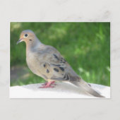 Dove Postkarte (Vorderseite)