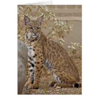 Dove Valley Bobcat