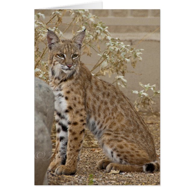 Dove Valley Bobcat (Vorne)