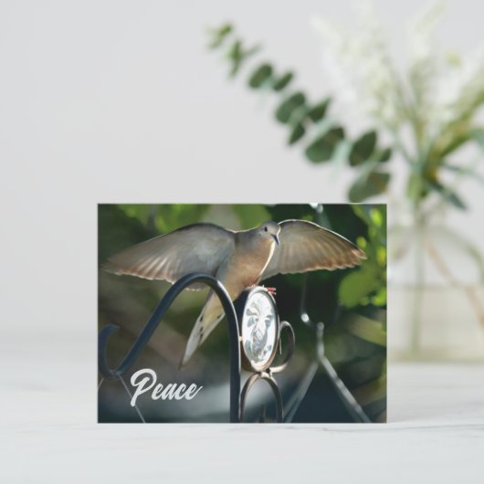 Dove Wings spread Peace fotografisch Postkarte (Stehend Vorderseite)
