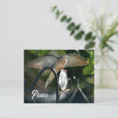 Dove Wings spread Peace fotografisch Postkarte (Stehend Vorderseite)