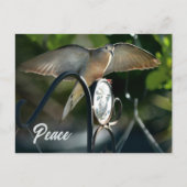 Dove Wings spread Peace fotografisch Postkarte (Vorderseite)