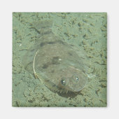 Dover Sole Fish Magnet (Vorne)
