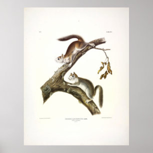 Downes Eichhörnchen, American Red Squirrel, von Au Poster