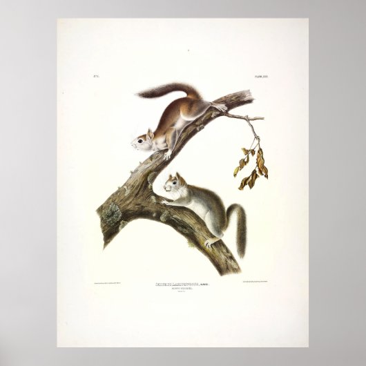 Downes Eichhörnchen, American Red Squirrel, von Au Poster (Vorne)