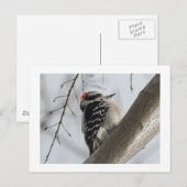 Downey Woodpecker Postkarte (Vorne/Hinten)