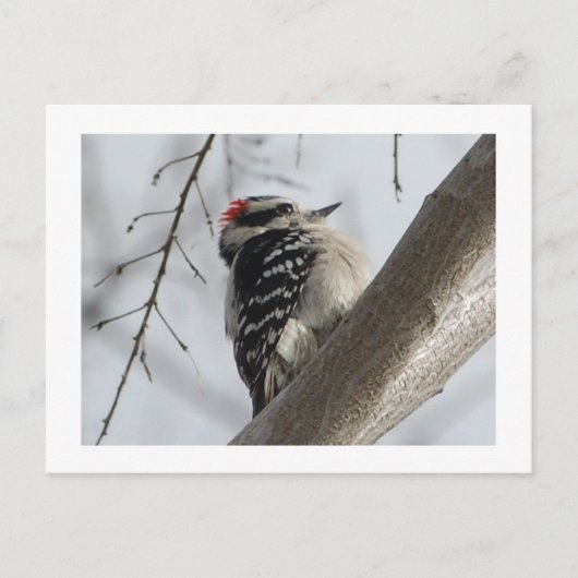 Downey Woodpecker Postkarte (Vorderseite)