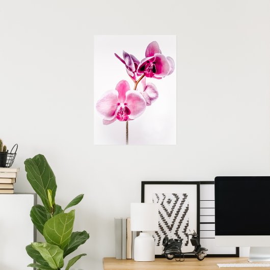 Download Orchids Poster Printwerbung (Heimbüro)