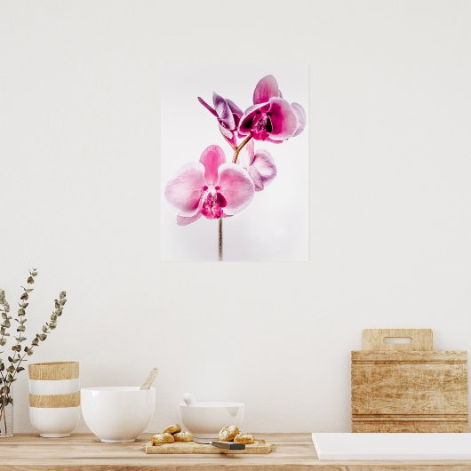 Download Orchids Poster Printwerbung (Küche)