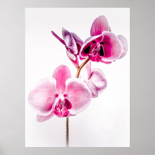 Download Orchids Poster Printwerbung (Vorne)