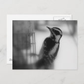 Downy Postkarte (Vorne/Hinten)