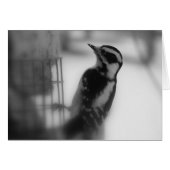 Downy Woodpecker (Vorderseite (Horizontal))
