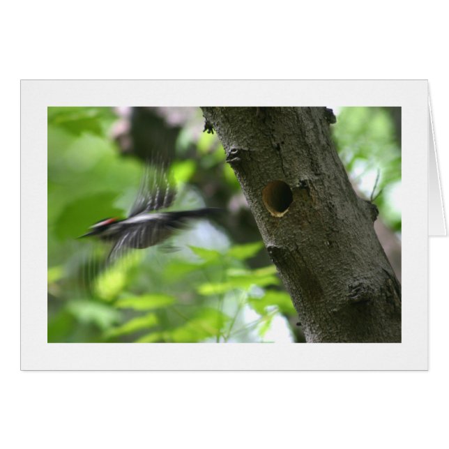 Downy Woodpecker (Vorderseite (Horizontal))