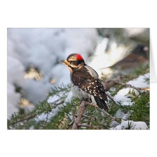 Downy Woodpecker (Vorderseite (Horizontal))