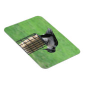 Downy Woodpecker auf Feeder Magnet (Rechte Seite)