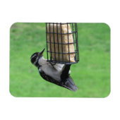 Downy Woodpecker auf Feeder Magnet (Horizontal)