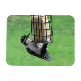 Downy Woodpecker auf Feeder Magnet