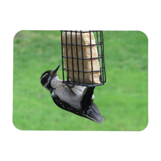 Downy Woodpecker auf Feeder Magnet (Horizontal)