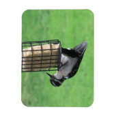 Downy Woodpecker auf Feeder Magnet (Vertikal)