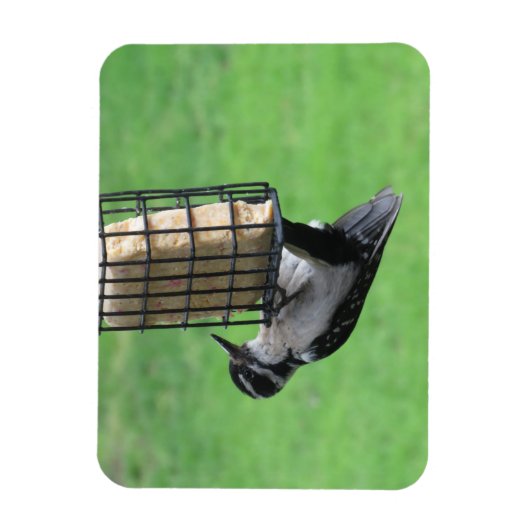 Downy Woodpecker auf Feeder Magnet (Vertikal)