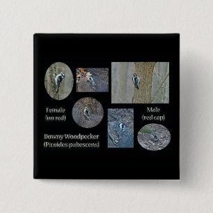 Downy Woodpecker Composite Bilder Objekte Button