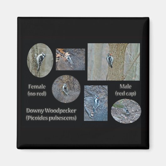Downy Woodpecker Composite Bilder Objekte Magnet (Vorne)