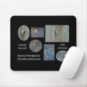 Downy Woodpecker Composite Bilder Objekte Mousepad (Mit Mouse)