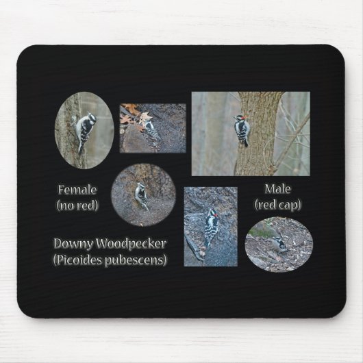 Downy Woodpecker Composite Bilder Objekte Mousepad (Vorne)