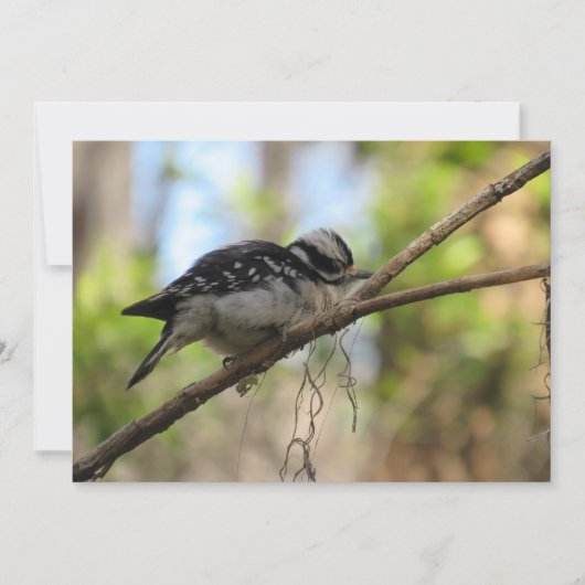 Downy Woodpecker Flat Greeting Card Karte (Vorderseite)