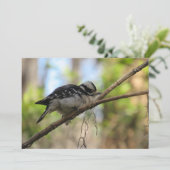 Downy Woodpecker Flat Greeting Card Karte (Stehend Vorderseite)