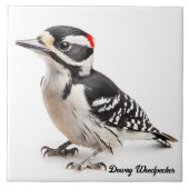 Downy Woodpecker Fliese (Vorderseite)