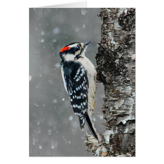 Downy Woodpecker in Snow - Original Foto (Vorne)