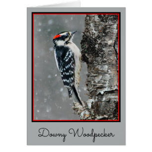 Downy Woodpecker in Snow - Original Foto