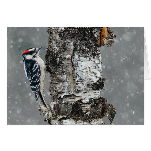 Downy Woodpecker in Snow - Original Foto (Vorderseite (Horizontal))