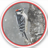 Downy Woodpecker in Snow - Original Foto Aufkleber (Vorderseite)