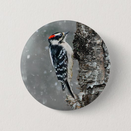 Downy Woodpecker in Snow - Original Foto Button (Vorderseite)