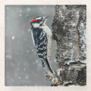 Downy Woodpecker in Snow - Original Foto Glasuntersetzer