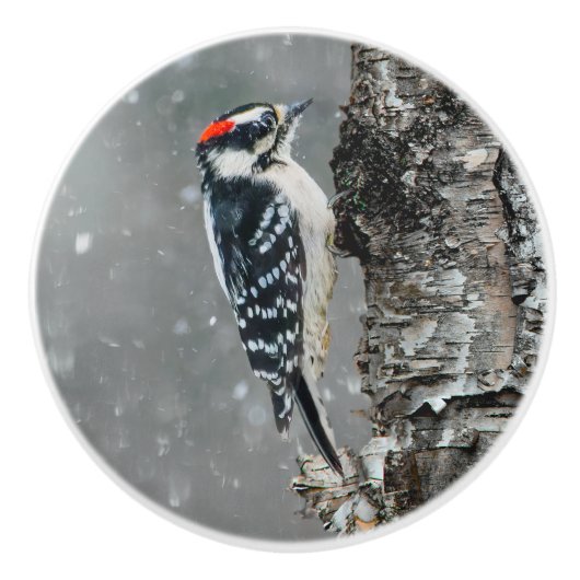 Downy Woodpecker in Snow - Original Foto Keramikknauf (Vorderseite)